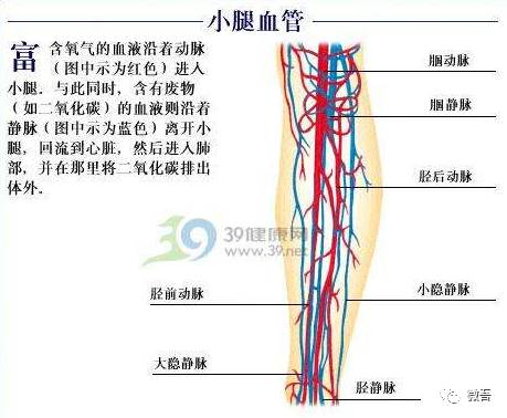 小腿血管分布图图片