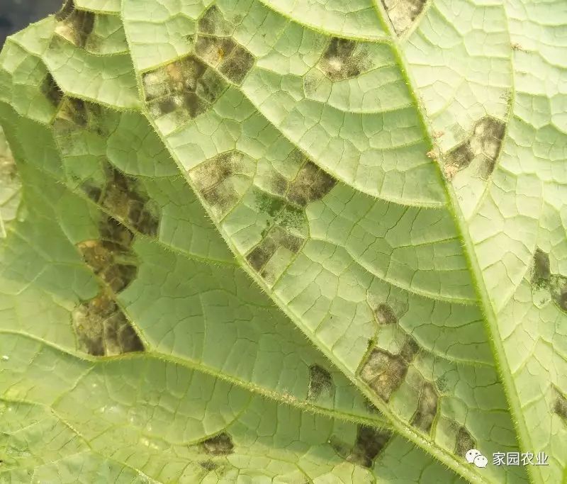 教你一招識別黃瓜霜黴病與細菌性角斑病