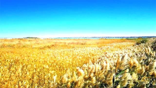 景点介绍:布鲁湖玉门黄花风景区地处甘肃玉门市黄花农场.