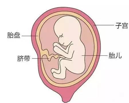 胎盘吸收营养示意图图片