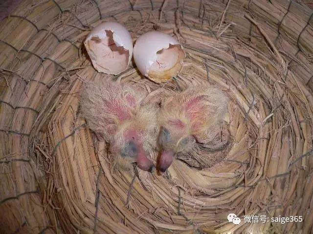 鸽子孵化过程图照蛋图片
