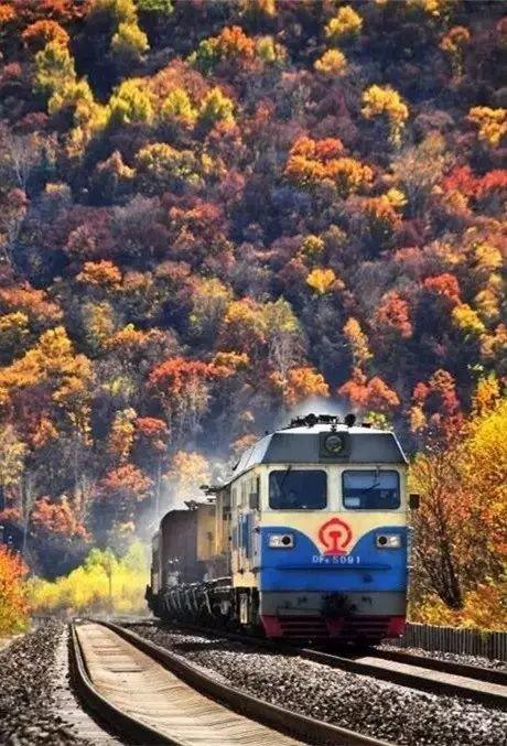 开往秋天的绿皮火车,美得连眼睛都舍不得眨