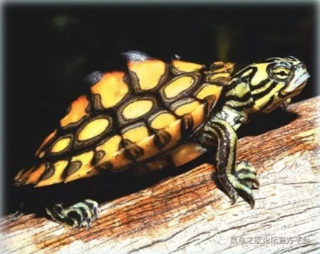 黄斑地图龟