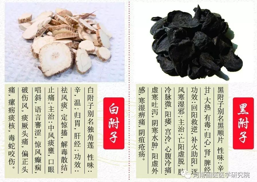 白附子对治疗破伤风和毒蛇咬伤有独特效果