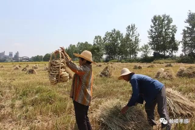 图为农民在田间用"冲担"挑草头.