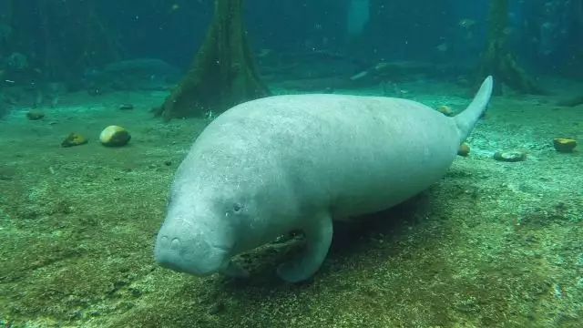 最強動物園丨美人魚說愛我你也要愛我的尿