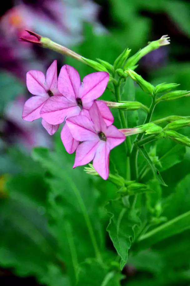 菸草花,太美了!