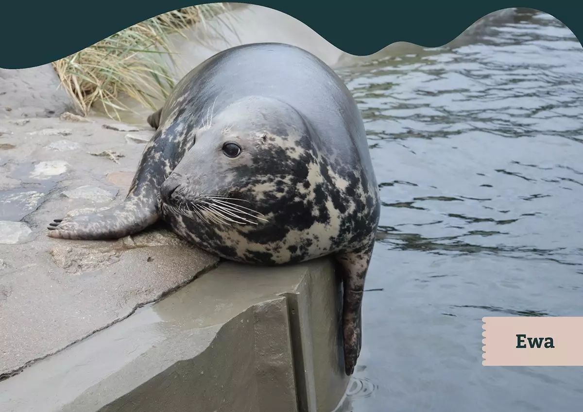 sealaquarium海豹為靈感的水族館品牌設計