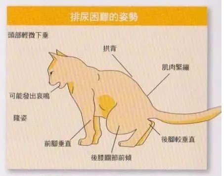 公猫尿道结构图片