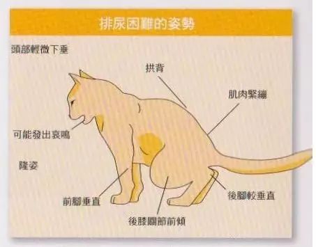 猫咪尿道正常图片图片