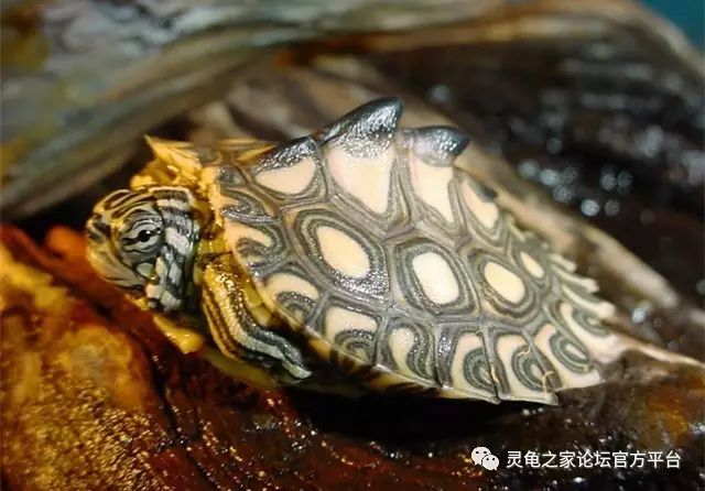 黄斑地图龟