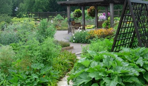 家庭庭院菜园设计你需要知道什么