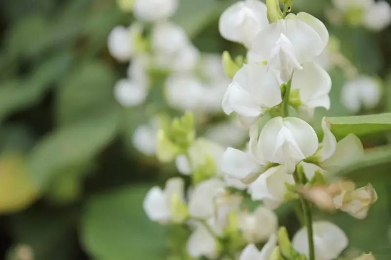 滿架秋風扁豆花