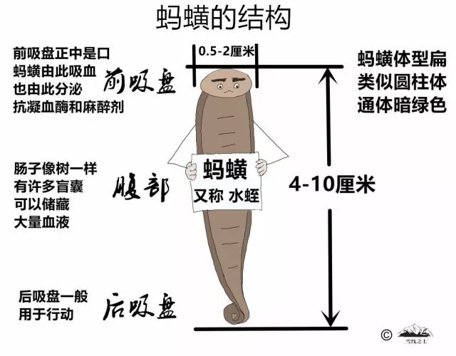 水蛭的结构解剖图图片