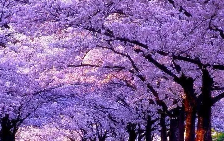 大没悉尼紫色仙境重返人间一年最美的时刻就要来了