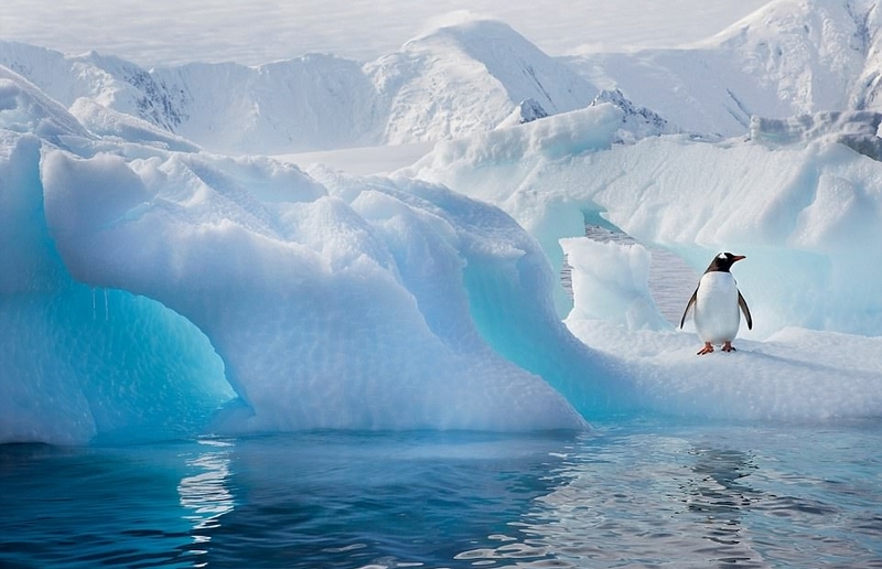 摄影师拍南极企鹅 憨态可掬可爱至极
