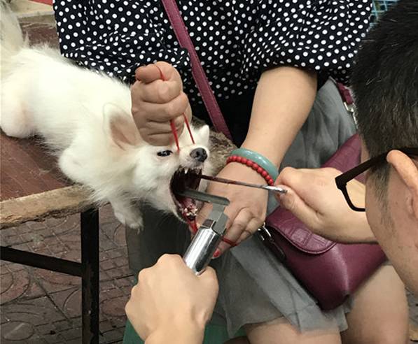 成都養狗人嫌自家的狗太吵,街頭找江湖郎中割除狗聲帶…