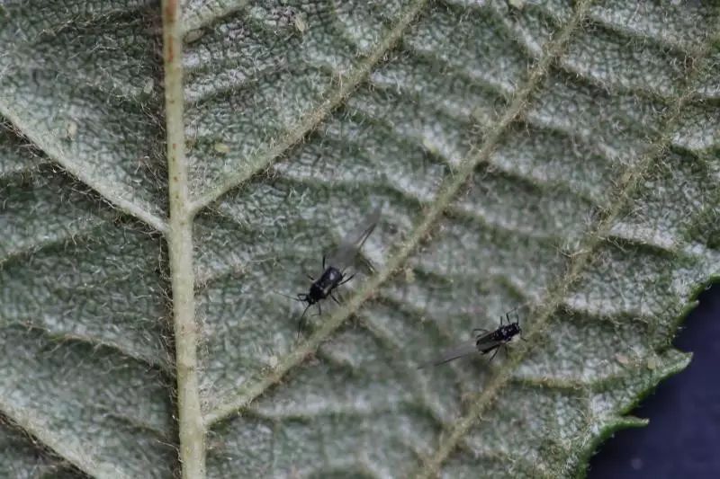 一一有翅蚜:秋天多数种类蚜虫,繁殖的为有翅蚜,长出翅膀的原因主要是