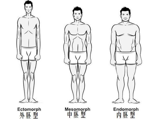 健身体型分类图片