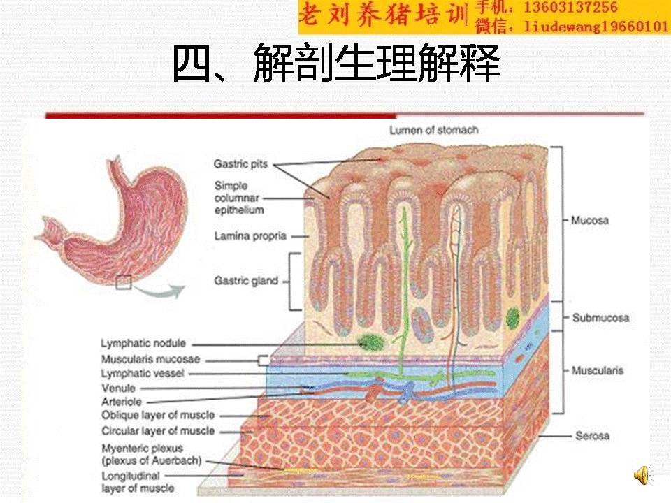 猪胃结构图图片