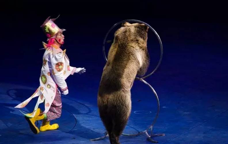 狗熊化身全能體育選手,老虎跳圈,獅子敬禮,猴子騎車,在御園,各種驚險