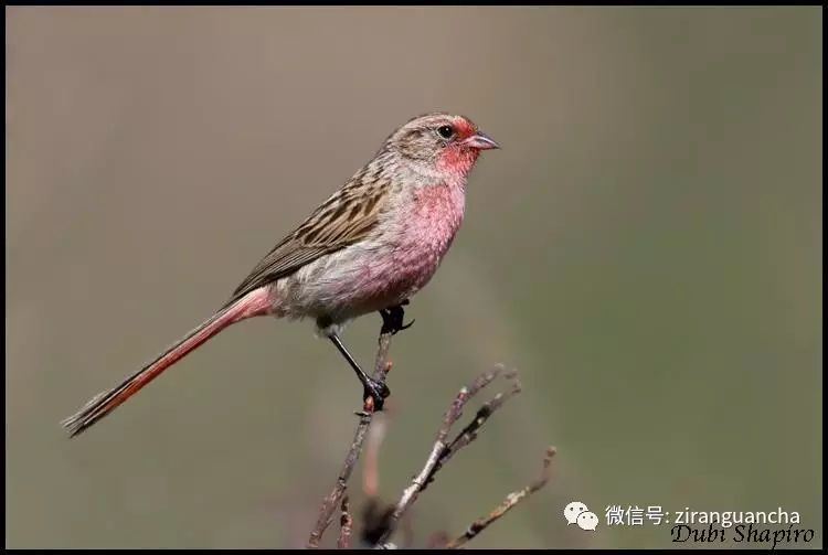 中国特有的鹀科鸟知多少