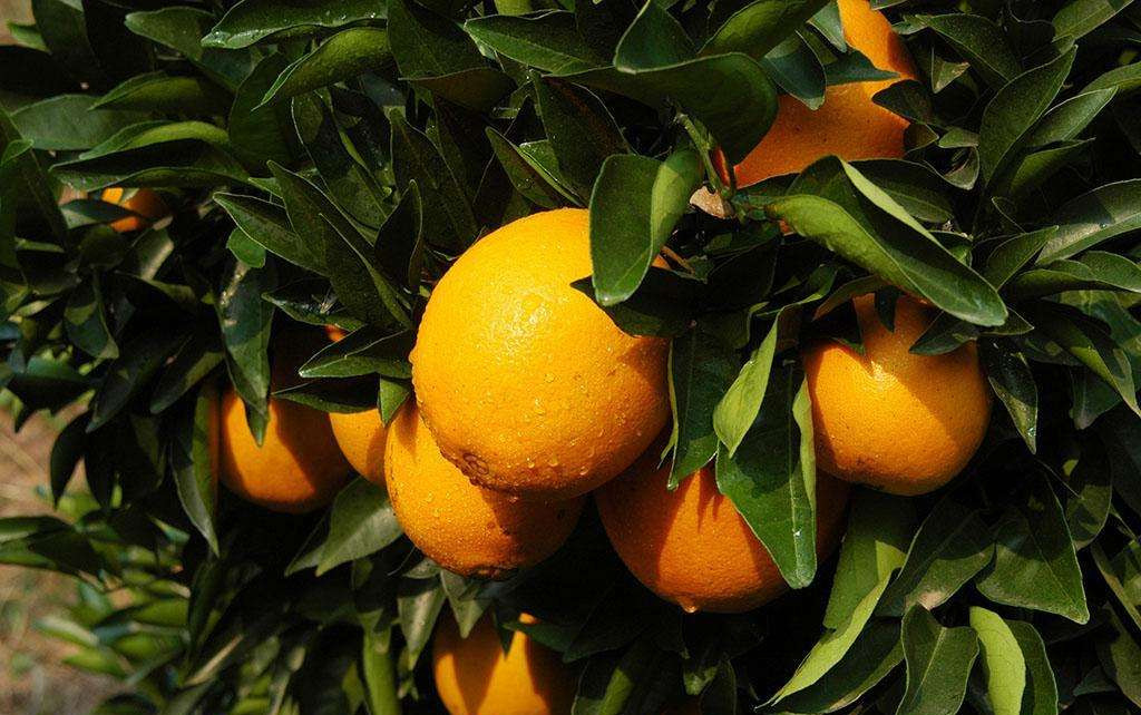 目前,忠县已建成了35万亩标准化柑橘基地果园,2016年总产量28