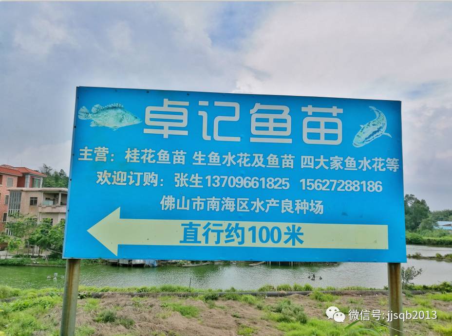 九江水產系列報道卓記魚苗場專注桂花魚苗繁育成活率可達9成