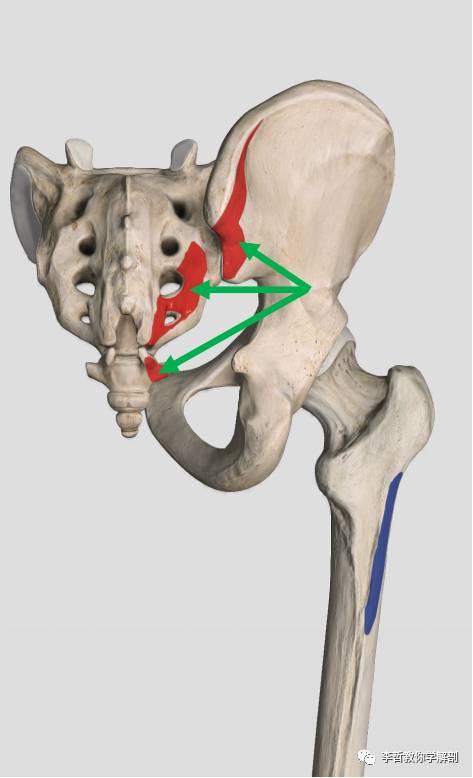 髂骨突出示意图图片