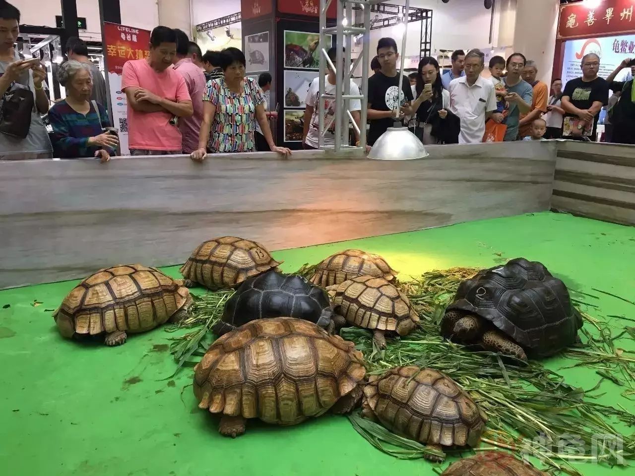 第十二届上海国际休闲水族展暨第三届上海龟谷展圆满落幕