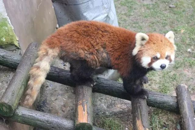 國慶去哪浪我們一起去貴州野生動物園看這幾位新鄰居吧