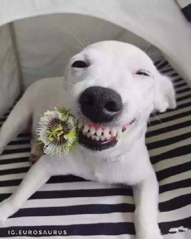 这只狗狗看见花就笑没想到还有一颗少女心