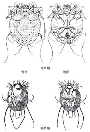 养宠斗牛犬通常有哪些寄生虫