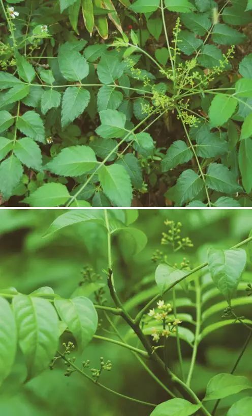 9月18日 鸦胆子 深圳植物日历