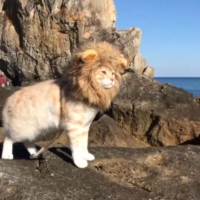 猫装狮子的头像图片