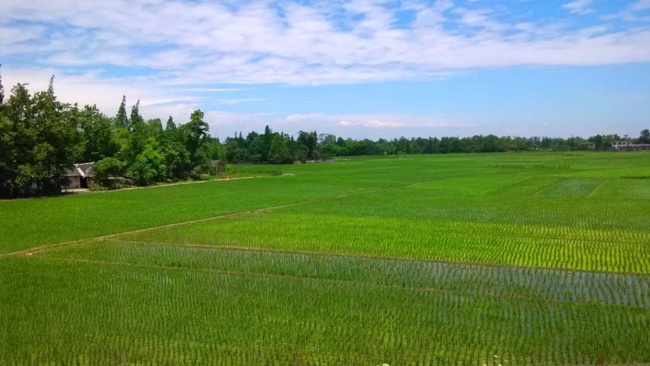 彭州成都平原上的菜園子