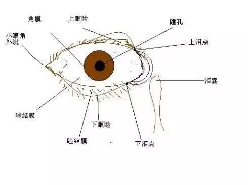 眼睛睫毛囊的位置图片图片