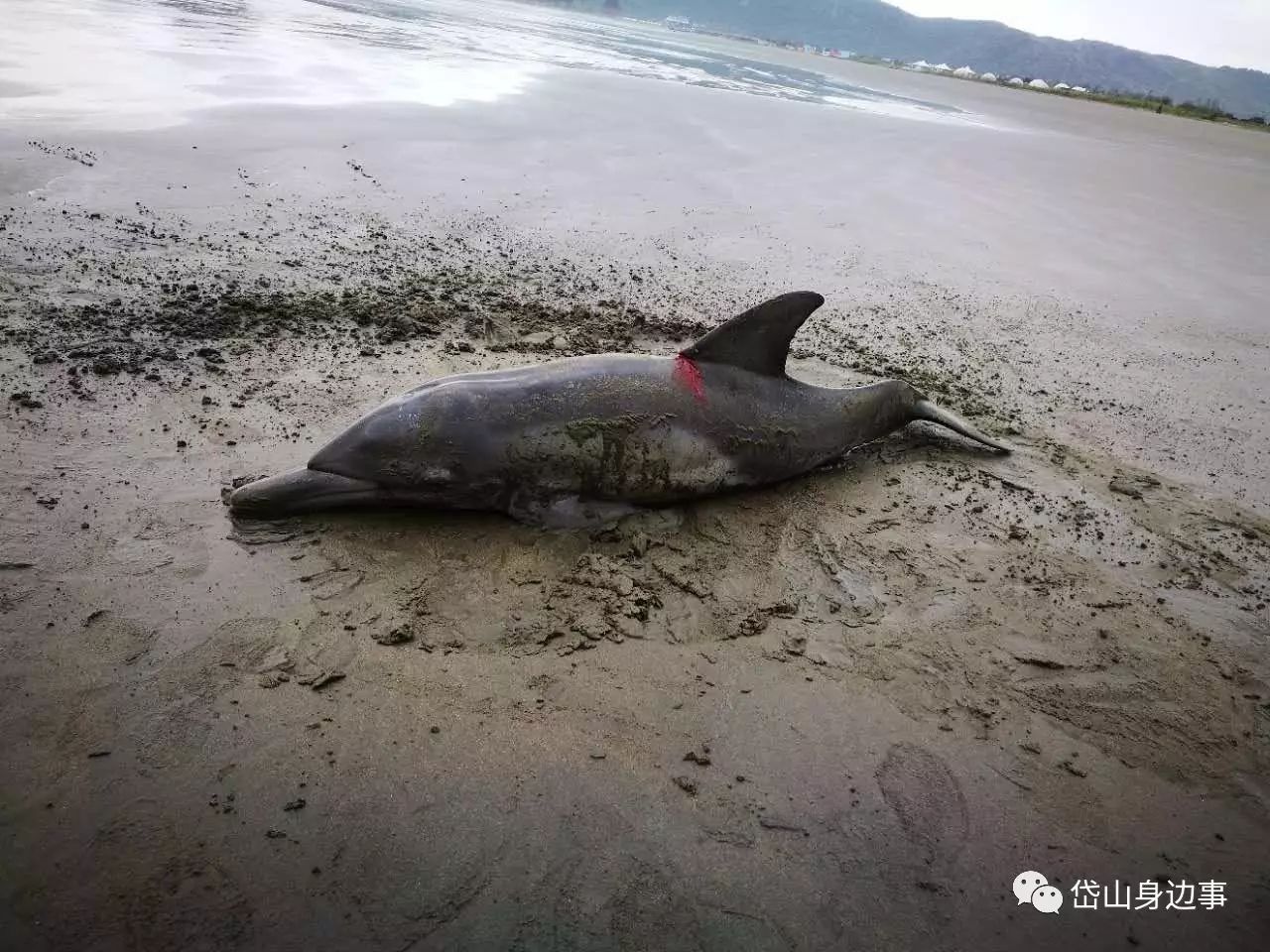 鹿栏晴沙受伤小海豚后续情况如何