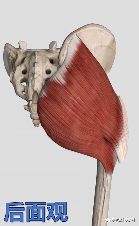 股骨臀肌粗隆图片图片
