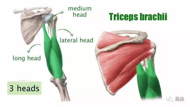 如何更好的刺激肱三头肌——仰卧臂屈伸