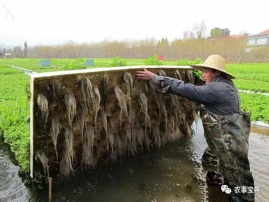 農民承包魚塘卻用來種菜,結果魚菜雙豐收,鄉鄰爭相學習