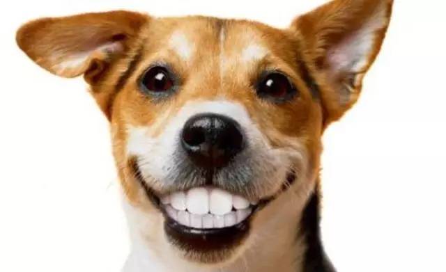 狗狗露齿笑图片