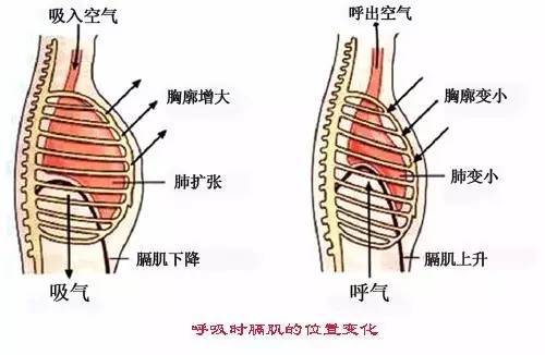 肋间肌运动动画演示图片