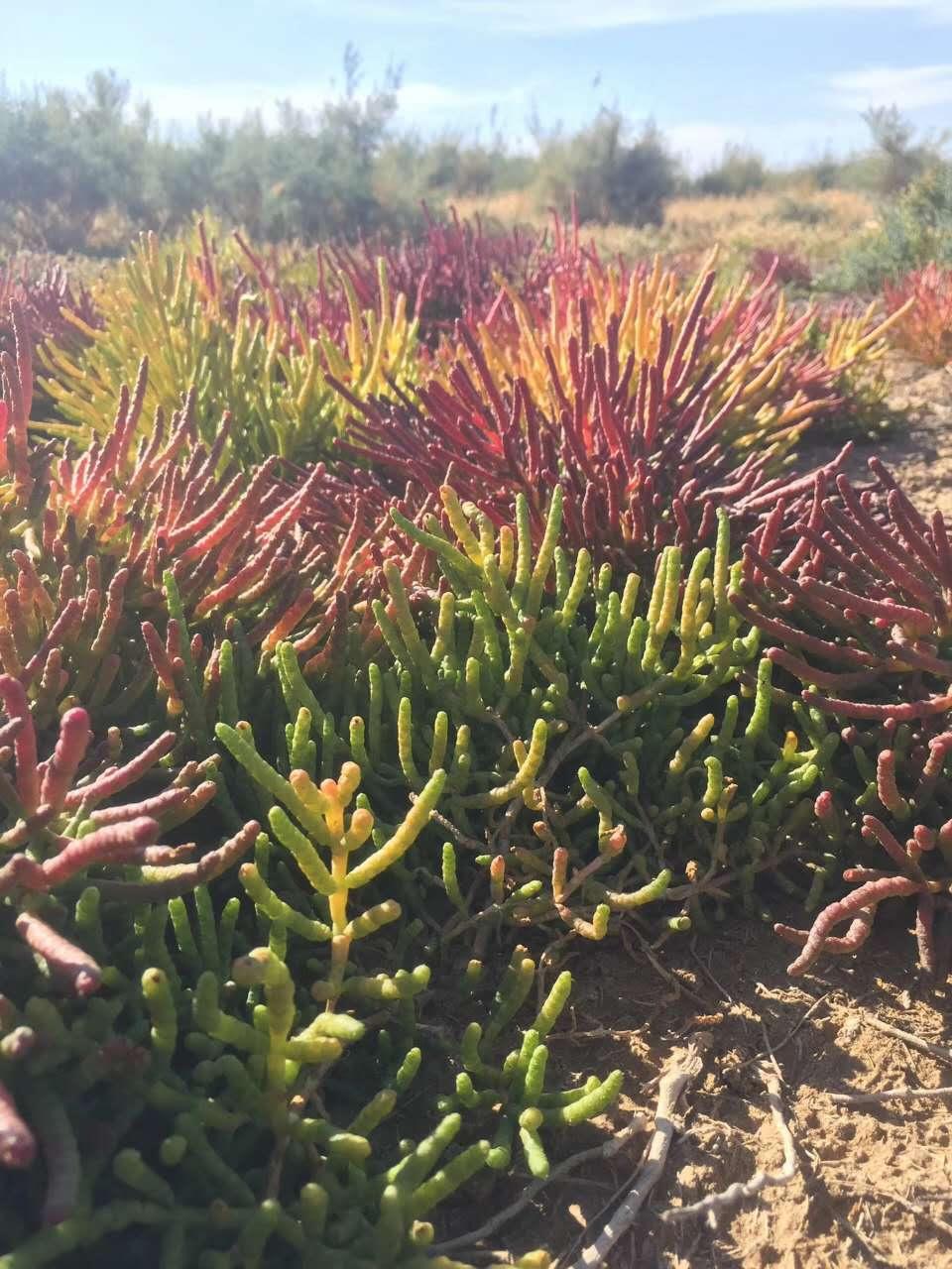 西北沙漠常见植物图片