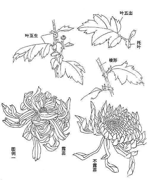 八 黄色菊花画法:九 深红紫色菊花画法:十 上插式构图:十一 下垂式