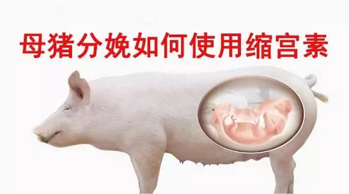 母猪产道图解图片