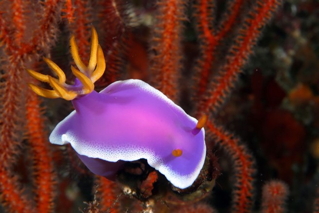 微距摄影照片奇妙的海蛞蝓摄影