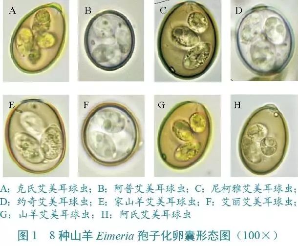 球虫卵囊大小图片