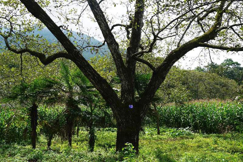 拍槌拍出精准扶贫新模式漾濞县22棵百年核桃树两年的果实采摘权即将义