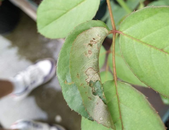 葉子怎麼變成了玫瑰花?原來是它在調皮搗蛋